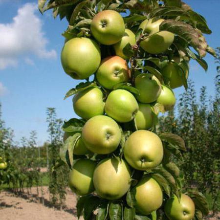 apple trees with open root system