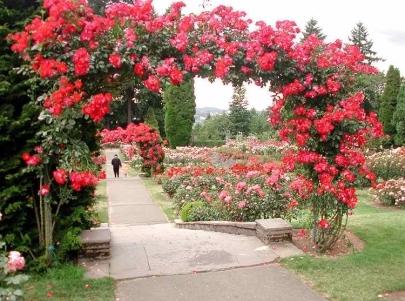 Unpretentious perennial climbing plants for the fence