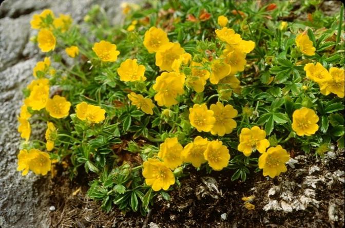 A gentle cobbler. Planting and care