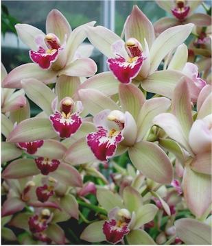 orchids cymbidium