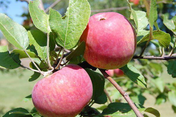 apple-tree orlinka