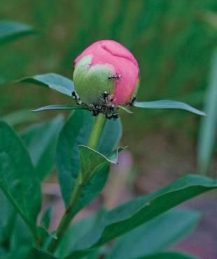 Major diseases and pests of pions