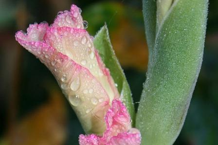 Features of the power of flowers: when the top dressing of gladiolus