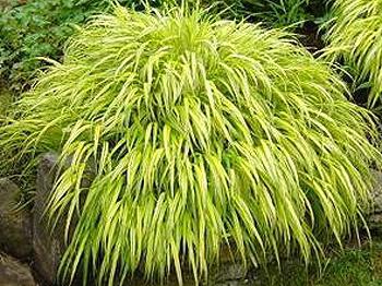 Osoka is a grass that grows everywhere