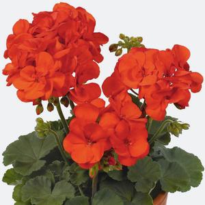 Pelargonium zonal: the charm of beauty