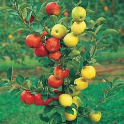 Re-vaccination and inoculation of apple in spring