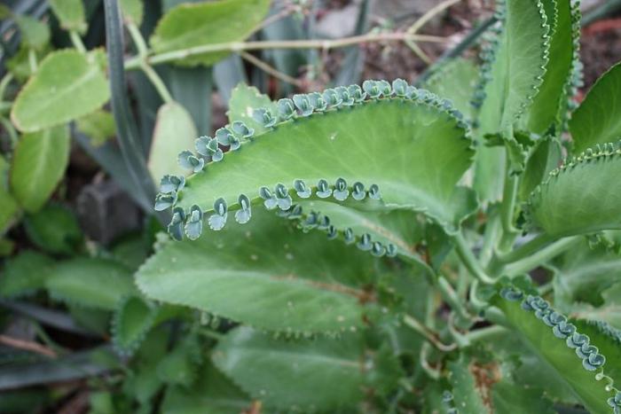 why does not flower Kalanchoe