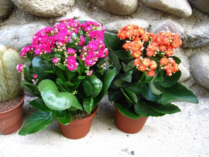 Why does not the Kalanchoe blossom? Main reasons