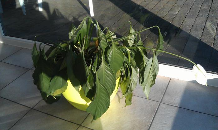 why does the spathiphyllum blacken leaves