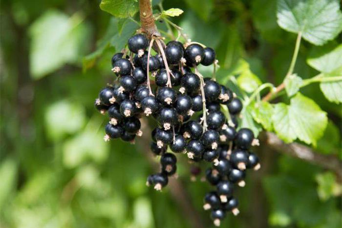 Why does not blackberry produce fruit? How useful is this berry?