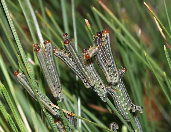 caterpillars eat pine