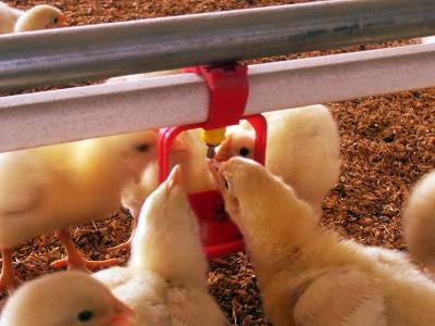 A drinking bowl for chickens