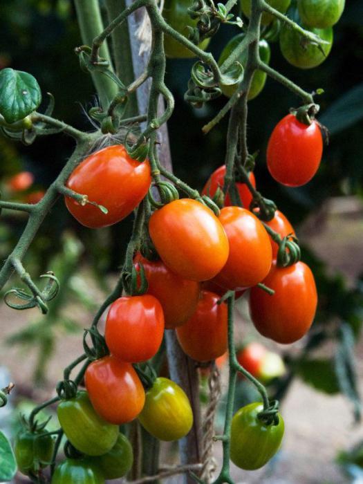 Tomato Rio Grande 