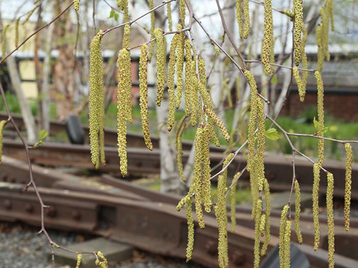 Planting birch in the spring. Tips for caring for birch