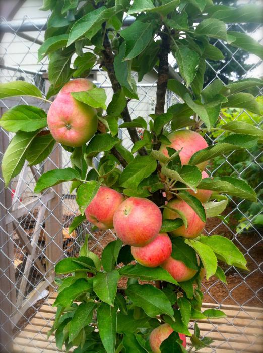 Planting a column-shaped apple tree in the spring. Cultivation of apple, variety