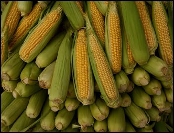 Planting corn in the country