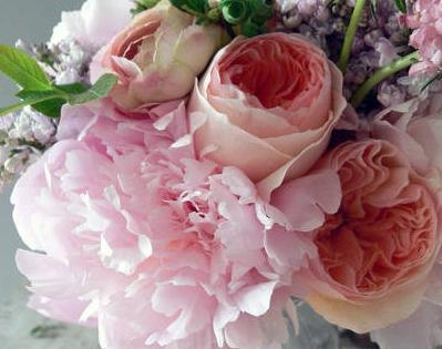 Planting peonies in the fall: how to do it right