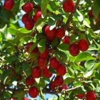 Correct pruning of cherries in autumn