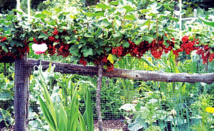 planting of red currants in autumn