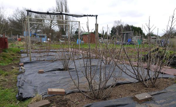 planting red currant cuttings