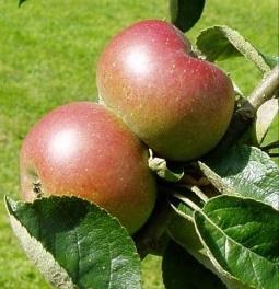 inoculation of apple trees in autumn