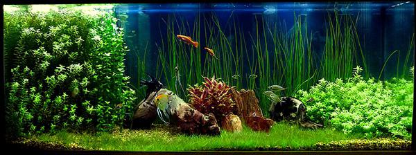 A plant in an aquarium. Live and artificial algae