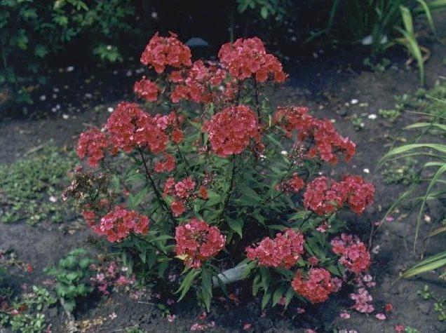 Various reproduction of phlox by cuttings