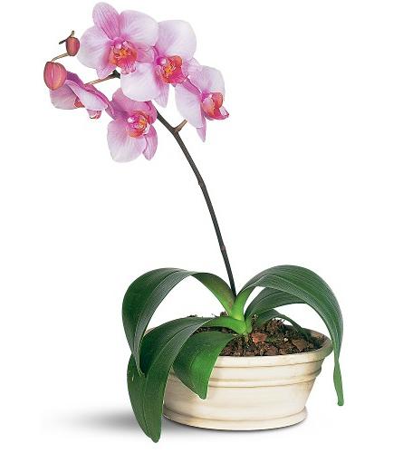 Reproduction of a home orchid at home - how to get one from one?