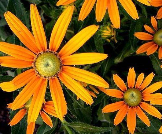 Rudbeckia hairy, variety Irish eyes 