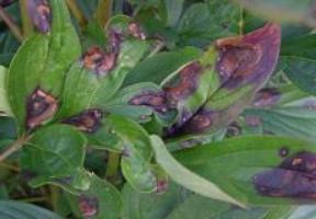 pion disease rust