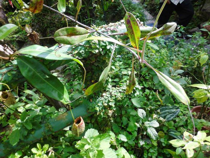 Dangerous plants. Самый опасный сорняк в мире. Ядовитое растение в Индии. Растения убийцы Коста Рики.