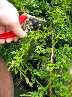 Garden pruner - an indispensable tool in the suburban area