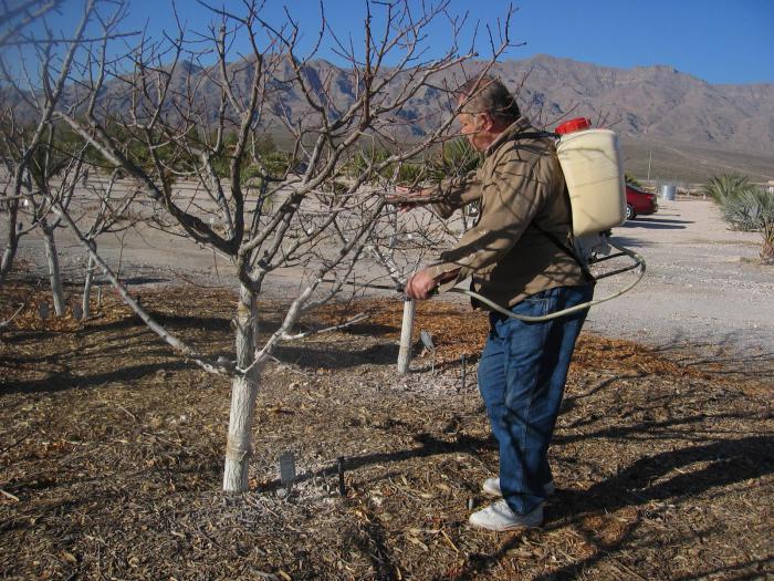 Seasonal work in the garden: caring for the garden in early spring and winter