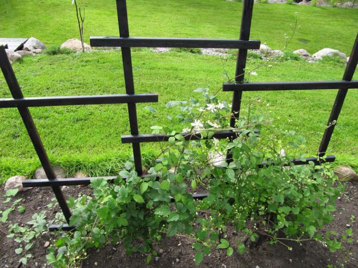 trellis at the cottage 