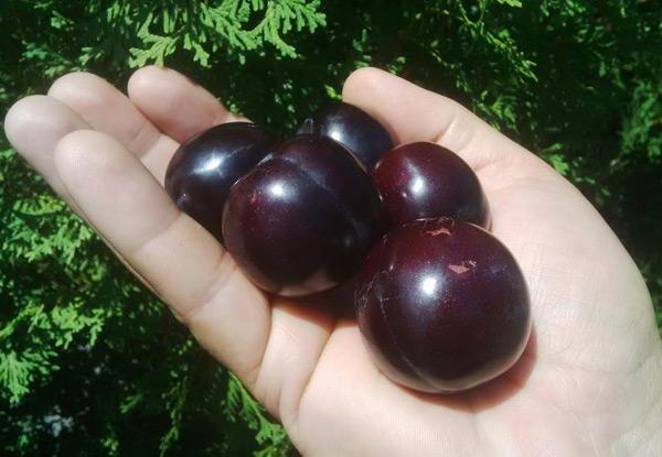 Plum Bogatyrskaya: description of the variety, planting and care of the plant