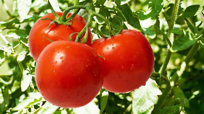 The best tomato seeds