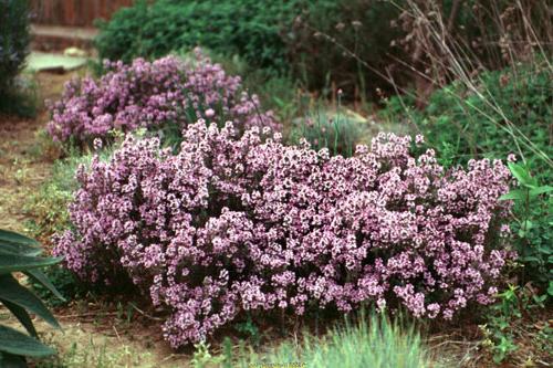 Thyme: planting and caring for it