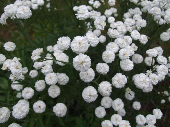 Yarrow ptarmika: planting, care, species, varieties and recommendations for growing