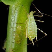 aphids in trees