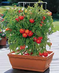 Tomato Yamal: unpretentious variety with excellent characteristics