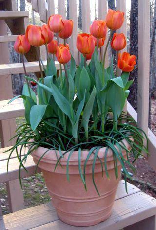 flower tulip