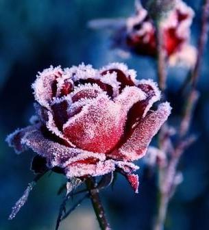 how to prepare for winter roses