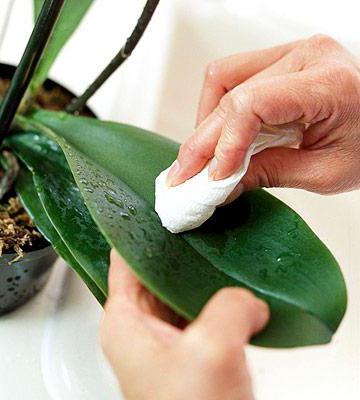 In the orchid there were midges: what to do and how to get rid of them?