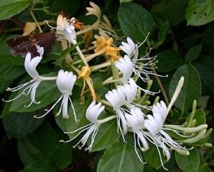 We grow honeysuckle. Reproduction of this shrub can be done by every gardener