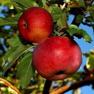 Apples "aport" apples are a symbol of Kazakhstan