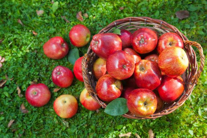 Apple tree Orlik: magnificent fruits with a wonderful aroma