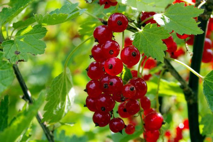 bilberry berry useful properties