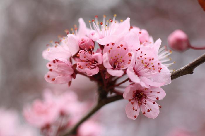 Japanese plum: how to grow at home?