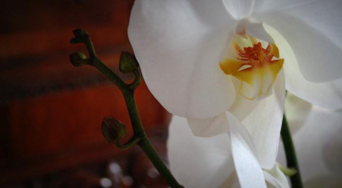 Exotic vision: what the orchid dreams of