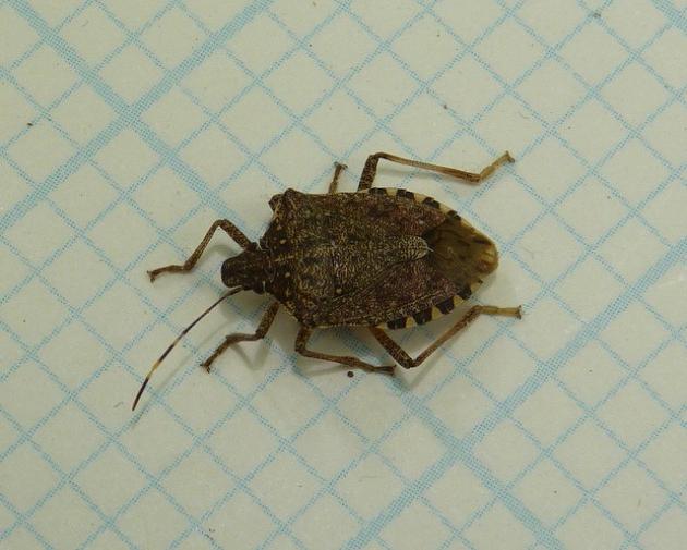 Why does a bedbug dream? Will worry